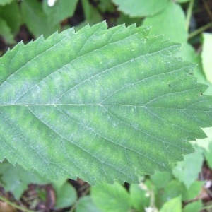 Photographie n°83423 du taxon Rubus multifidus Boulay & Malbr. ex Lefèvre [1877]