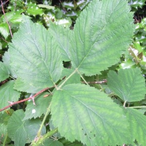 Photographie n°83424 du taxon Rubus multifidus Boulay & Malbr. ex Lefèvre [1877]