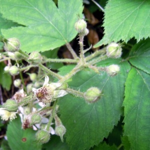 Photographie n°83427 du taxon Rubus multifidus Boulay & Malbr. ex Lefèvre [1877]