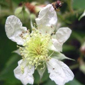 Photographie n°83428 du taxon Rubus multifidus Boulay & Malbr. ex Lefèvre [1877]