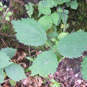 Photographie n°83432 du taxon Rubus multifidus Boulay & Malbr. ex Lefèvre [1877]