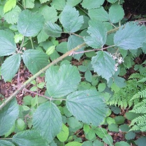 Photographie n°83433 du taxon Rubus multifidus Boulay & Malbr. ex Lefèvre [1877]