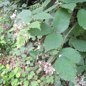  - Rubus multifidus Boulay & Malbr. ex Lefèvre [1877]