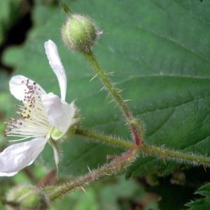 Rubus multifidus Boulay & Malbr. ex Corb.