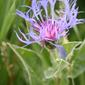 Photographie n°83534 du taxon Centaurea montana L. [1753]