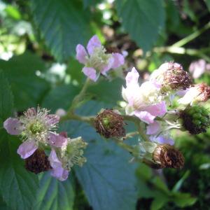 Rubus micans Godr. (Ronce)