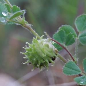 Photographie n°83592 du taxon Medicago rigidula (L.) All.