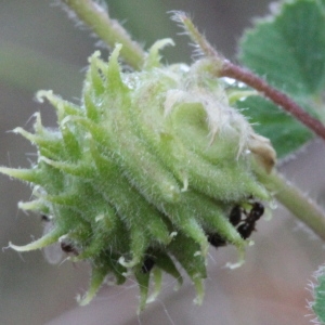 Photographie n°83593 du taxon Medicago rigidula (L.) All.