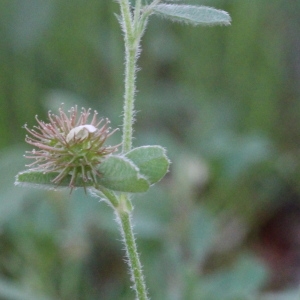 Photographie n°83594 du taxon Medicago minima (L.) L. [1754]