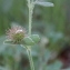  Marie  Portas - Medicago minima (L.) L.