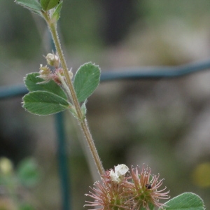 Photographie n°83595 du taxon Medicago minima (L.) L.