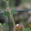  Marie  Portas - Medicago minima (L.) L.