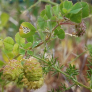  - Medicago doliata Carmign. [1810]