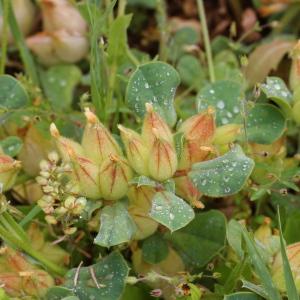 Photographie n°83603 du taxon Anthyllis tetraphylla L.