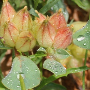 Photographie n°83604 du taxon Anthyllis tetraphylla L.