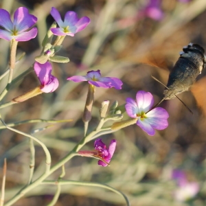 Photographie n°83607 du taxon Malcolmia littorea (L.) R.Br. [1812]