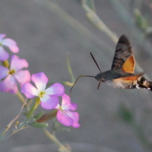 Photographie n°83609 du taxon Malcolmia littorea (L.) R.Br. [1812]