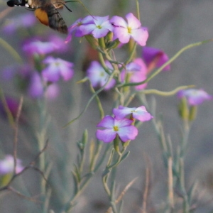 Photographie n°83611 du taxon Malcolmia littorea (L.) R.Br. [1812]