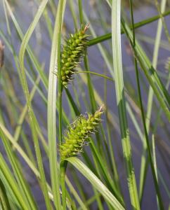 Marie  Portas, le 30 juin 2012 (Freycenet-la-Tour)