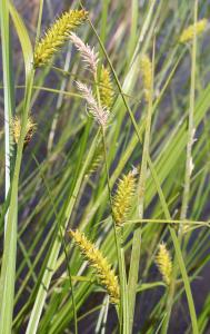 Marie  Portas, le 30 juin 2012 (Freycenet-la-Tour)