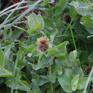 Photographie n°83622 du taxon Centaurea pectinata L.