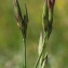  Marie Portas - Dianthus deltoides L.
