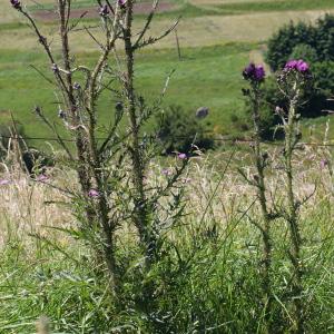 Photographie n°83639 du taxon Cirsium palustre (L.) Scop.