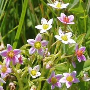 Photographie n°83640 du taxon Sedum villosum L.