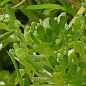 Photographie n°83642 du taxon Sedum villosum L.