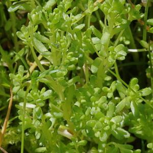 Photographie n°83643 du taxon Sedum villosum L.