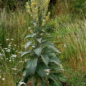 Photographie n°83648 du taxon Verbascum thapsus L. [1753]