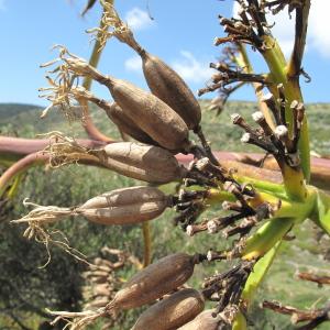 Photographie n°83649 du taxon Agave americana L.