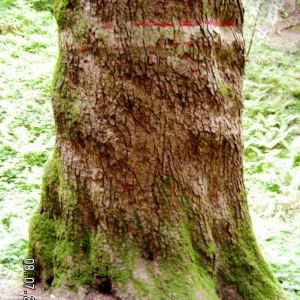 Photographie n°83654 du taxon Abies alba subsp. alba