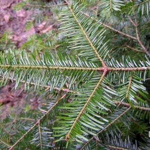 Photographie n°83657 du taxon Abies alba subsp. alba