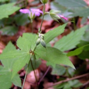 Photographie n°83661 du taxon Geranium nodosum L.