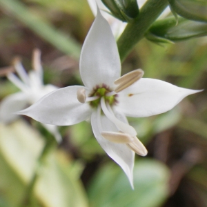 Coutoubea spicata Aubl. (Migè savann)