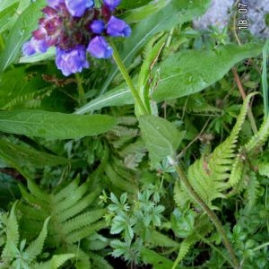 Photographie n°83736 du taxon Prunella hastifolia Brot. [1804]