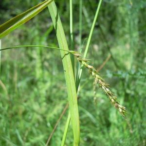  - Carex sylvatica subsp. sylvatica
