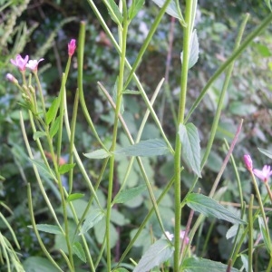 Photographie n°83782 du taxon Epilobium ciliatum Raf. [1808]