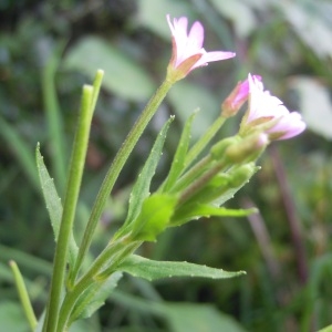 Photographie n°83784 du taxon Epilobium ciliatum Raf. [1808]