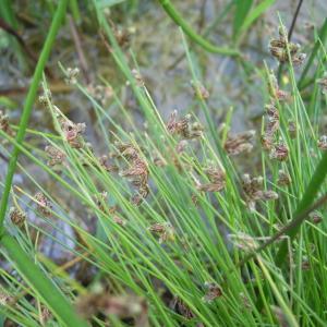 Photographie n°83786 du taxon Isolepis setacea (L.) R.Br. [1810]