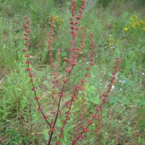  - Rumex x ruhmeri Hausskn. [1885]