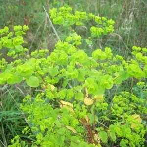 Photographie n°83801 du taxon Euphorbia stricta L. [1759]