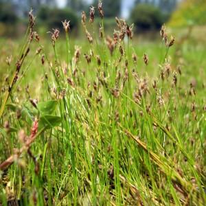 Photographie n°83805 du taxon Eleocharis acicularis (L.) Roem. & Schult. [1817]