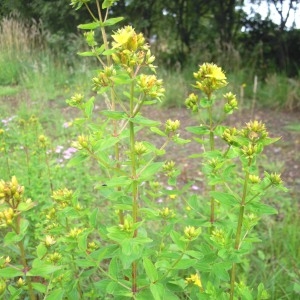 Photographie n°83810 du taxon Hypericum tetrapterum Fr. [1823]