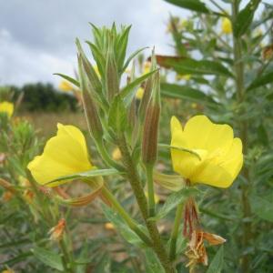  - Oenothera fallax Renner [1917]