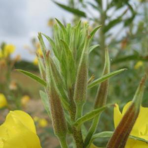  - Oenothera fallax Renner [1917]