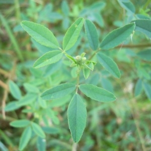 Photographie n°83834 du taxon Melilotus albus Medik. [1787]