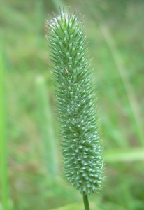 David Mercier, le 20 juillet 2012 (Saint-Michel-et-Chanveaux)