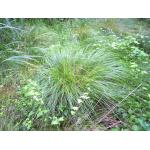 Carex ×boenninghausiana Weihe (Laiche)